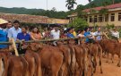 Hiệu quả bước đầu của "Mô hình chăn nuôi bò sinh sản" do Hội Phụ nữ làm chủ trên địa bàn huyện Quan Sơn