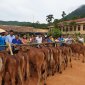 Hiệu quả bước đầu của "Mô hình chăn nuôi bò sinh sản" do Hội Phụ nữ làm chủ trên địa bàn huyện Quan Sơn